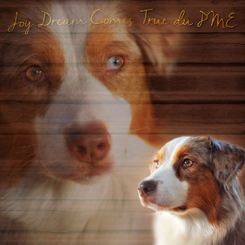 Joy dream comes true Du Petit Mont D'éden