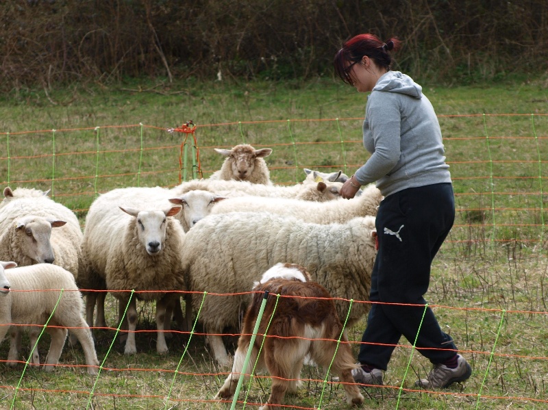 Photo Elevage Du Petit Mont D Den Eleveur De Chiens Berger Australien