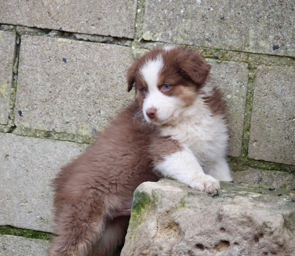 Du Petit Mont D'éden - Chiot disponible  - Berger Australien