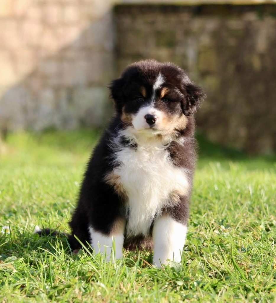 Du Petit Mont D'éden - Chiot disponible  - Berger Australien