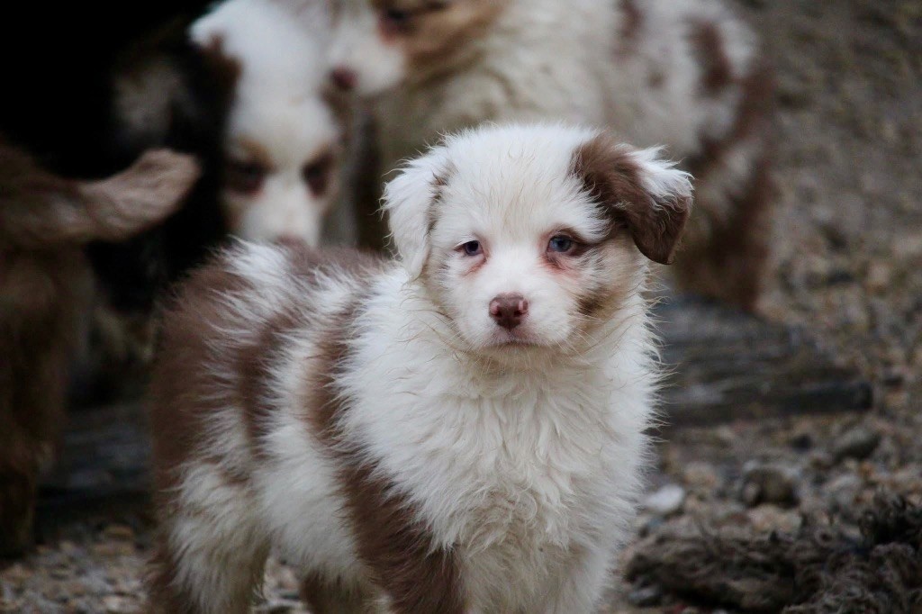 Du Petit Mont D'éden - Chiot disponible  - Berger Australien