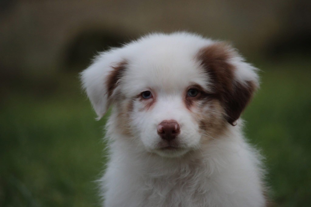 Du Petit Mont D'éden - Chiot disponible  - Berger Australien