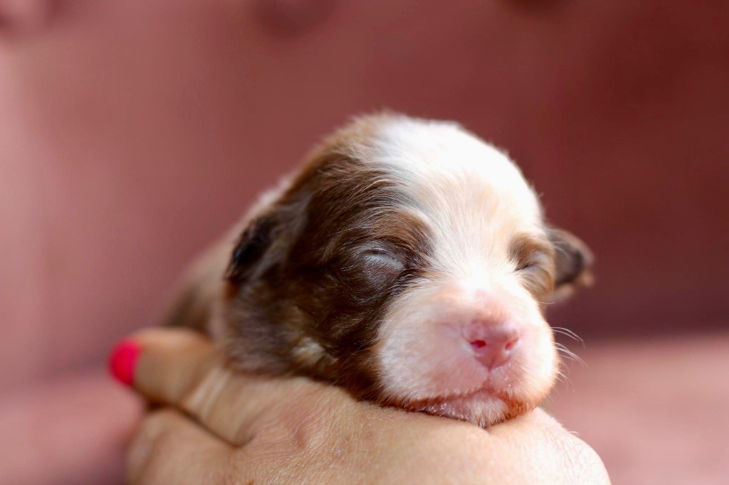 Du Petit Mont D'éden - Chiot disponible  - Berger Australien