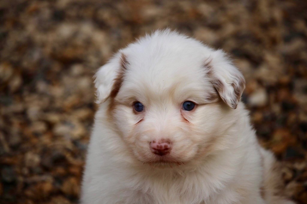 Du Petit Mont D'éden - Chiot disponible  - Berger Australien