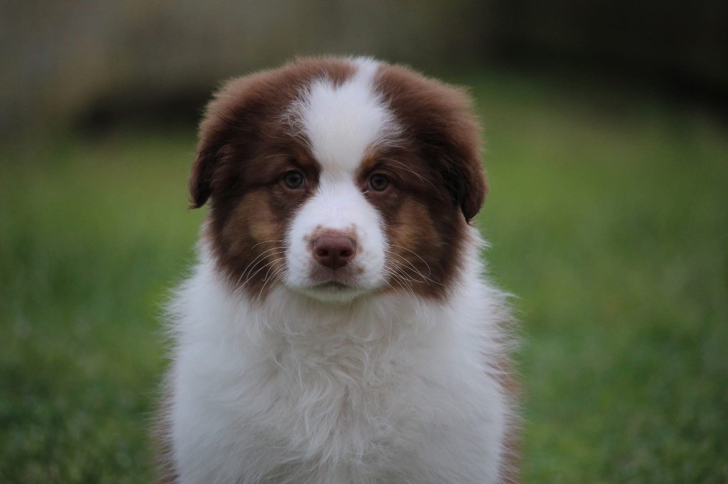 Du Petit Mont D'éden - Chiot disponible  - Berger Australien