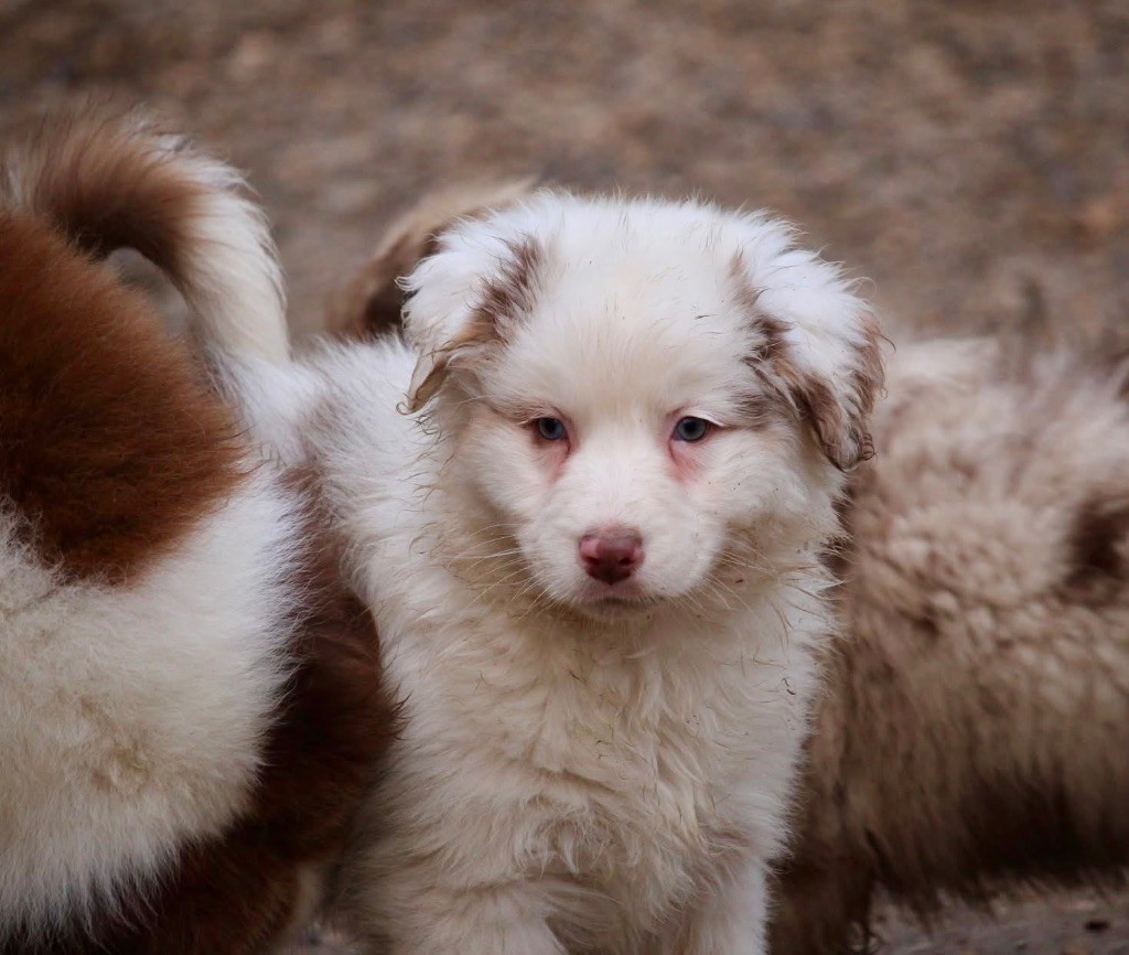 Du Petit Mont D'éden - Chiot disponible  - Berger Australien