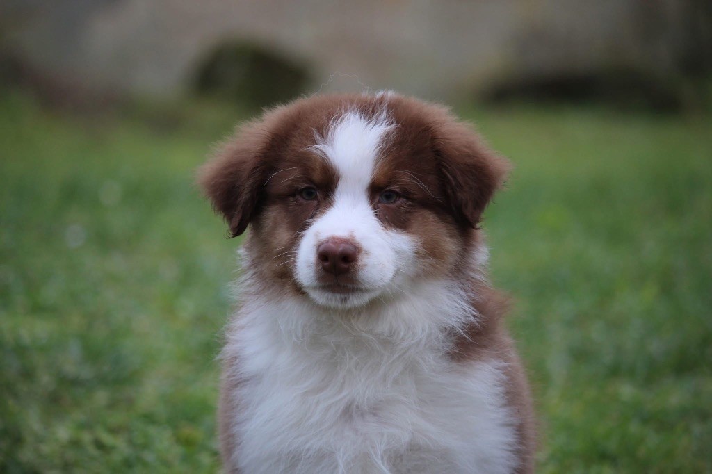 Du Petit Mont D'éden - Chiot disponible  - Berger Australien