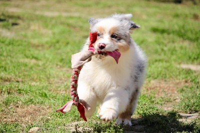 Femelle bleu merle