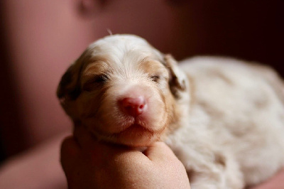 Mâle rouge merle