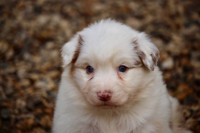 Mâle rouge merle 1