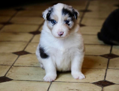 Mâle bleu merle