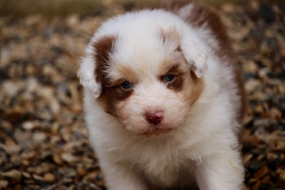 Mâle rouge merle 3