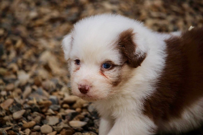 Mâle rouge merle 2