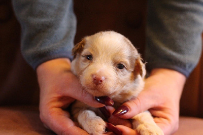 Mâle rouge merle 1