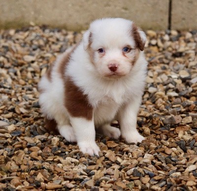 Mâle rouge merle 2