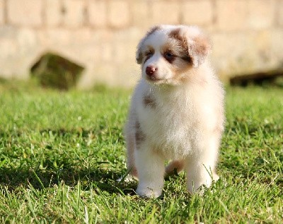 Mâle rouge merle 2