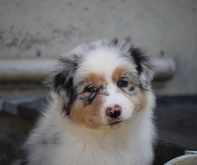 Femelle bleu merle