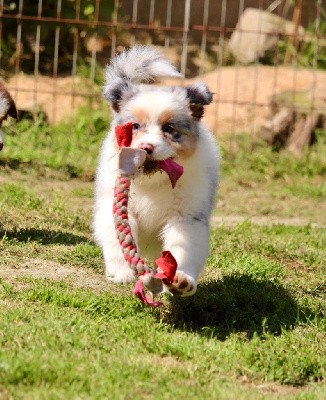 Femelle bleu merle