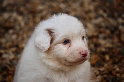 Mâle rouge merle 1