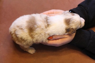 Mâle rouge merle 1