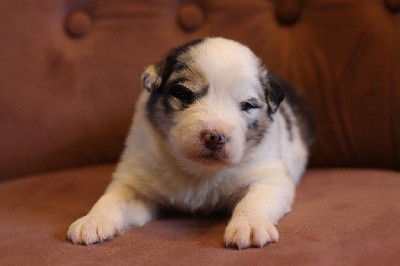 Mâle bleu merle