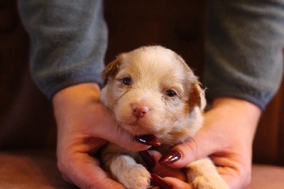 Mâle rouge merle 1