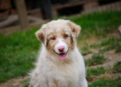 Mâle rouge merle 1