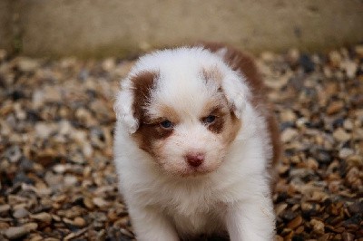 Mâle rouge merle 3