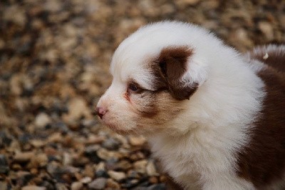 Mâle rouge merle 2