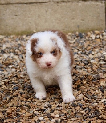 Mâle rouge merle 3