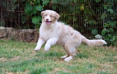 Mâle rouge merle 1