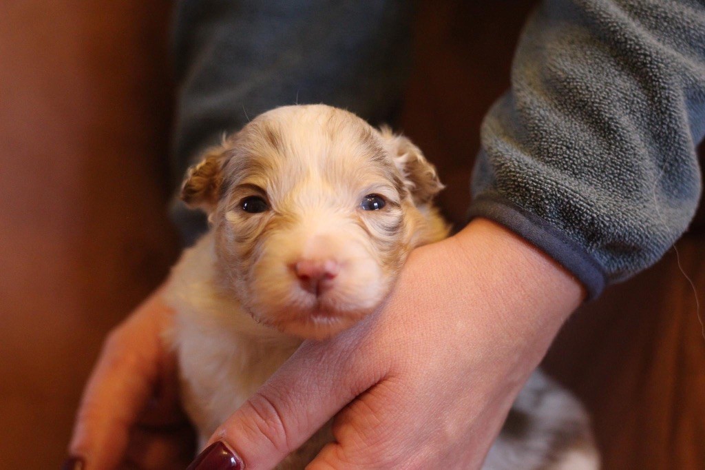 Actualite Elevage Du Petit Mont D Den Eleveur De Chiens Berger Australien