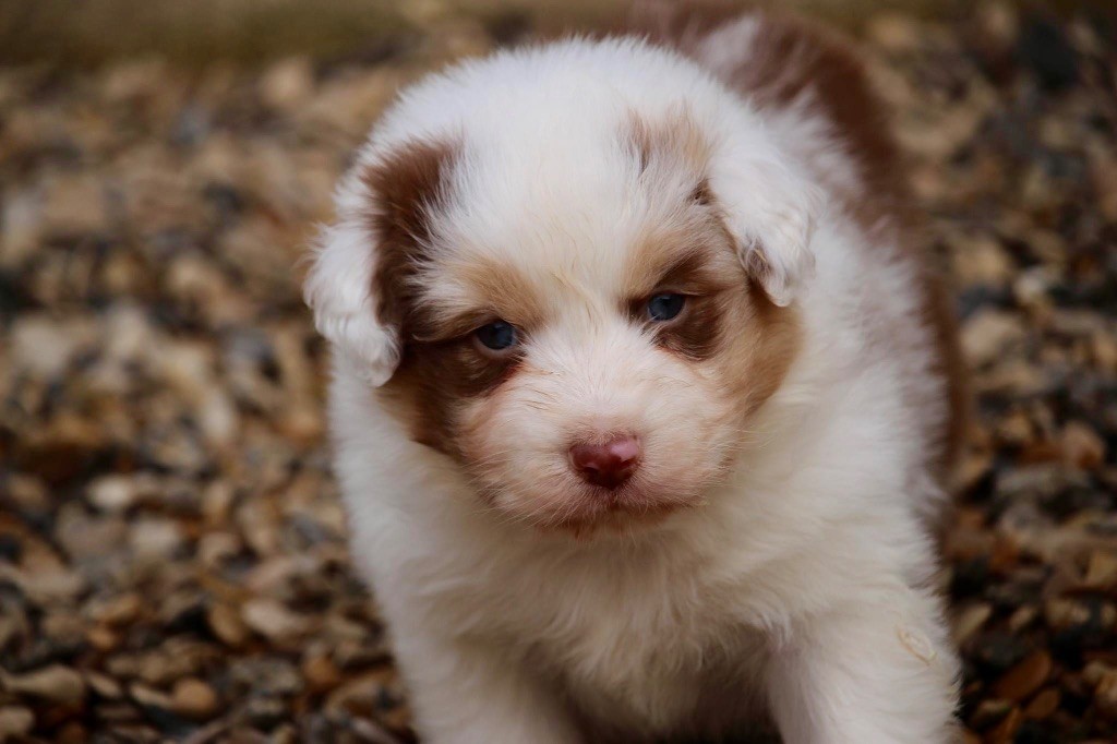 Du Petit Mont D'éden - Chiot disponible  - Berger Australien