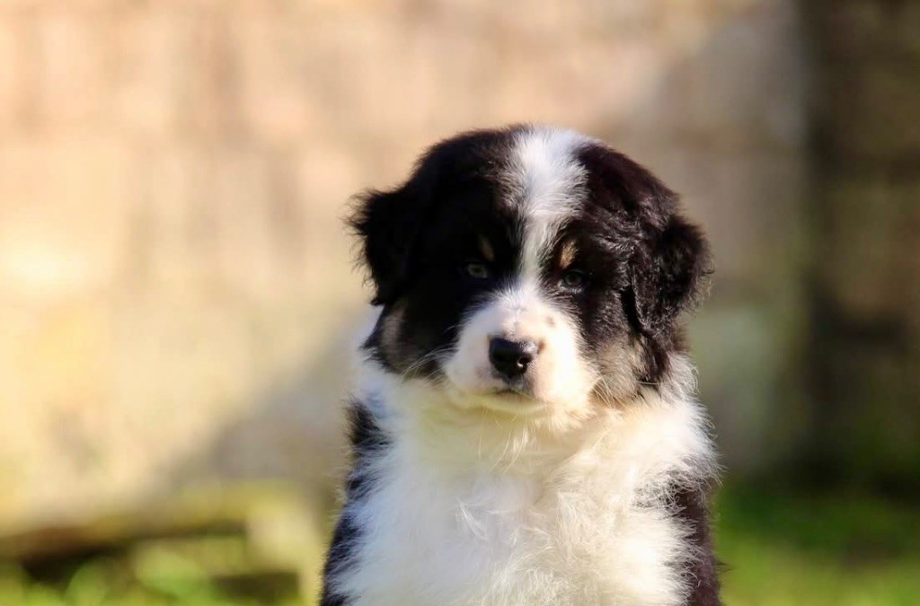 Du Petit Mont D'éden - Chiot disponible  - Berger Australien