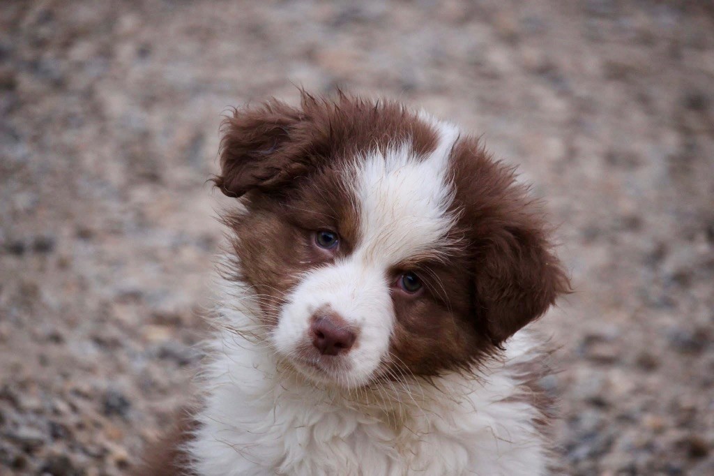 Du Petit Mont D'éden - Chiot disponible  - Berger Australien