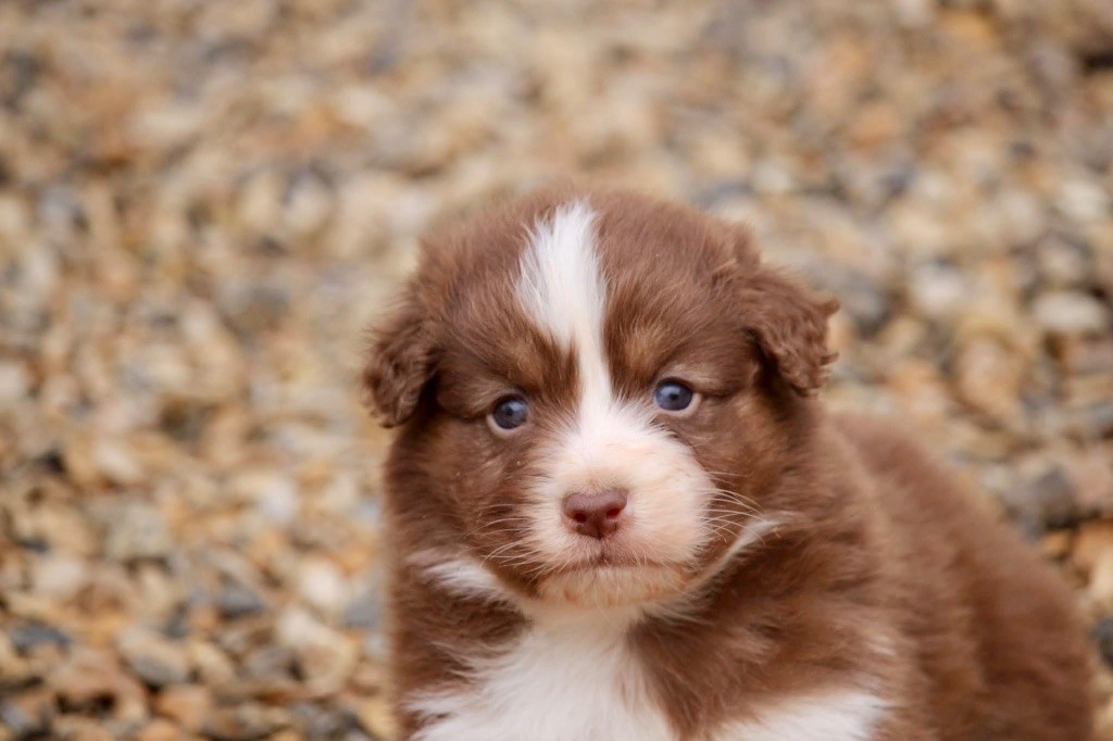 Du Petit Mont D'éden - Chiot disponible  - Berger Australien