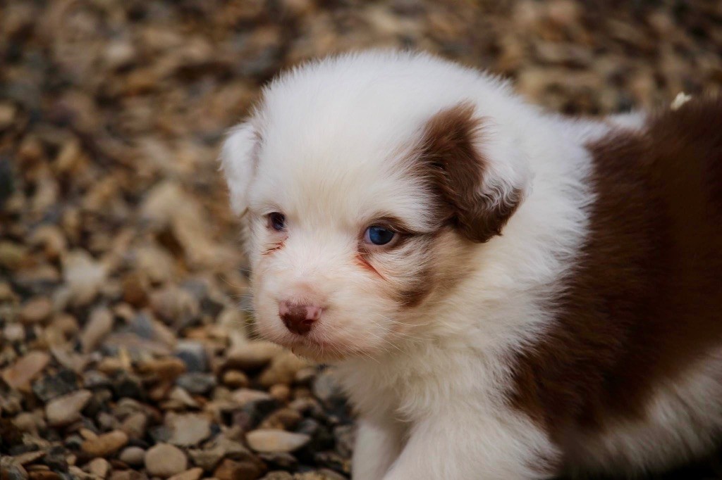 Du Petit Mont D'éden - Chiot disponible  - Berger Australien