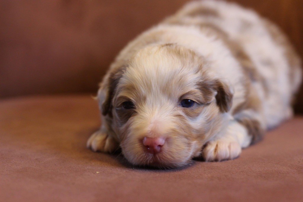 Actualite Elevage Du Petit Mont D Den Eleveur De Chiens Berger