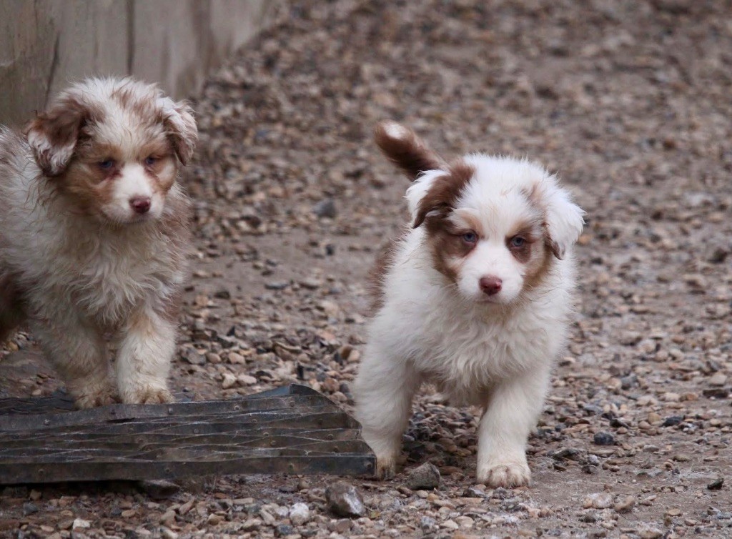 Du Petit Mont D'éden - Chiot disponible  - Berger Australien