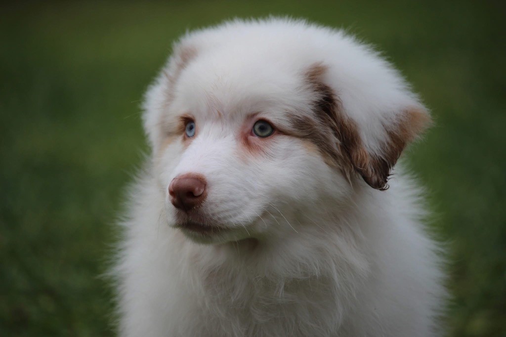 Du Petit Mont D'éden - Chiot disponible  - Berger Australien