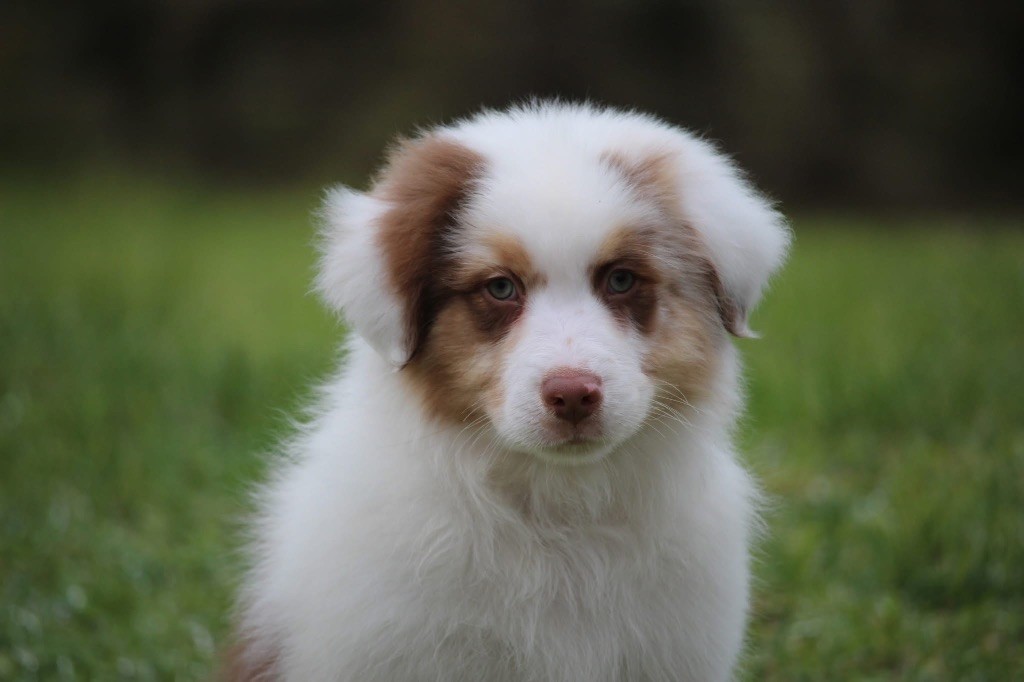 Du Petit Mont D'éden - Chiot disponible  - Berger Australien