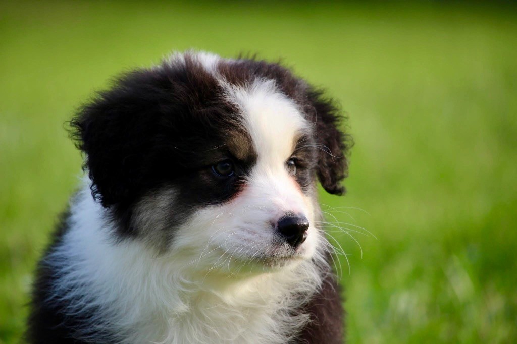 Du Petit Mont D'éden - Chiot disponible  - Berger Australien