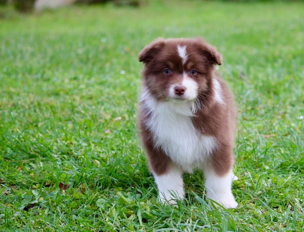 Du Petit Mont D'éden - Chiot disponible  - Berger Australien