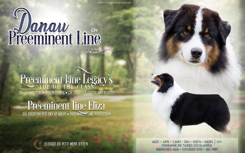 CH. preeminent line Hawaï 5-0 dit danau