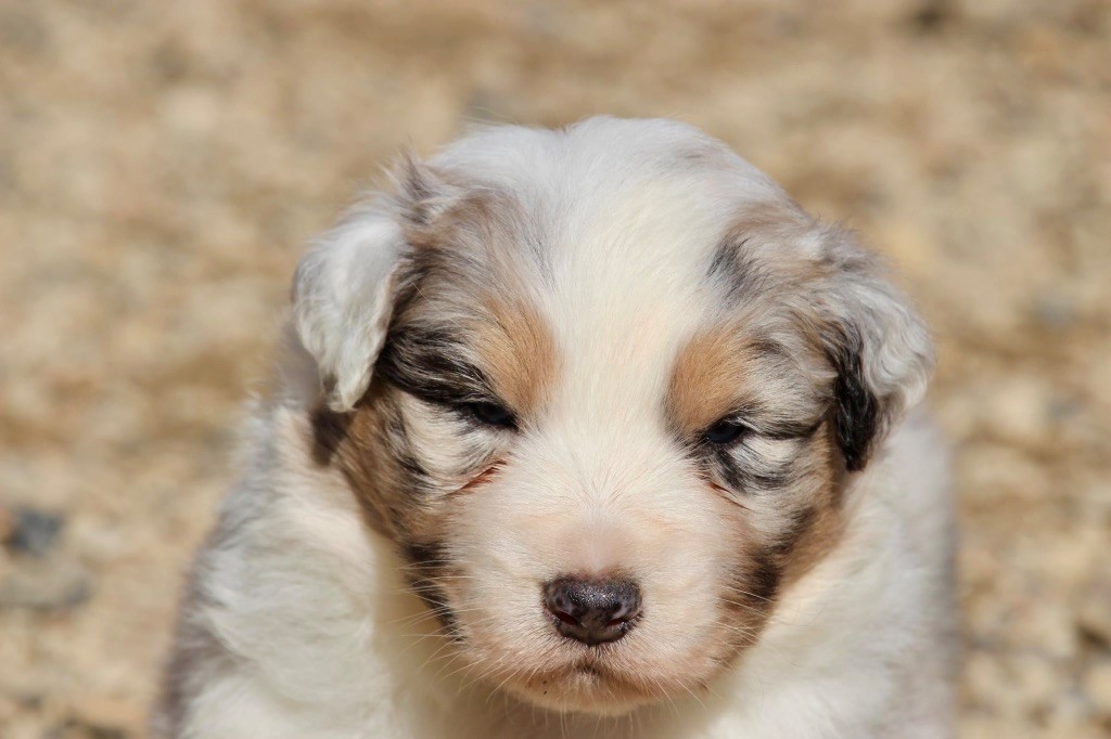 Du Petit Mont D'éden - Chiots disponibles - Berger Australien