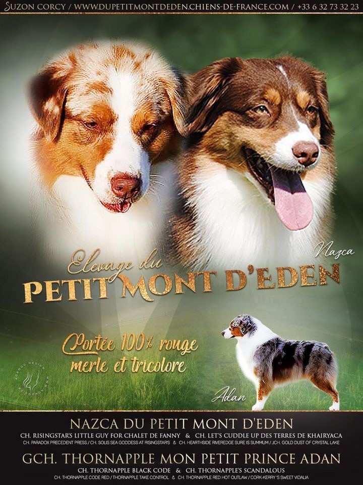 Chiot Berger Australien Du Petit Mont D'éden
