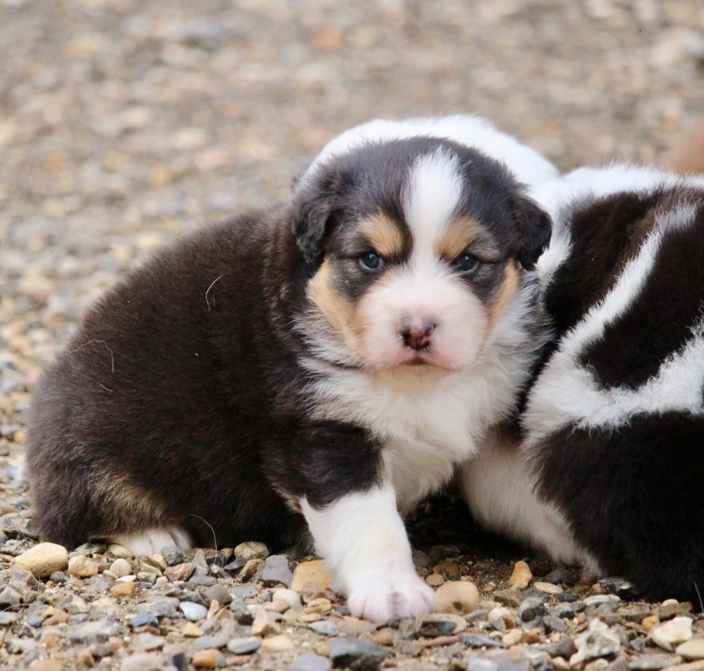 Du Petit Mont D'éden - Chiots disponibles - Berger Australien
