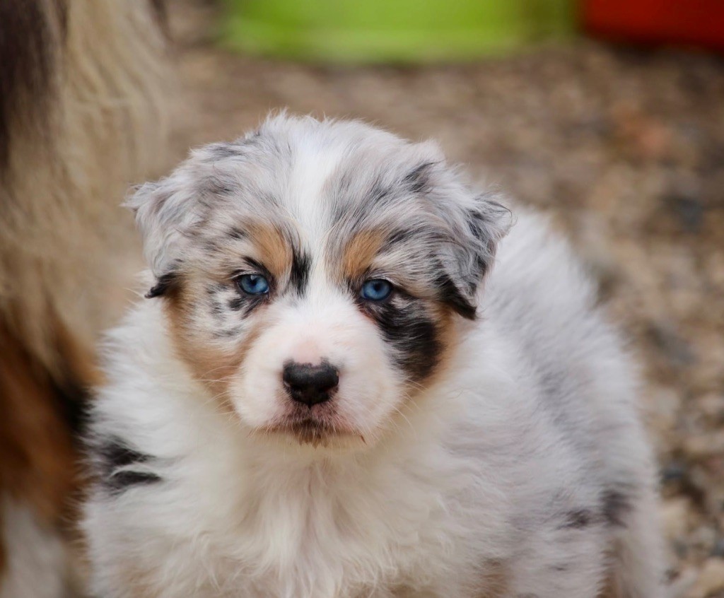 Du Petit Mont D'éden - Chiots disponibles - Berger Australien