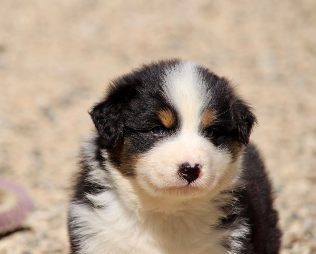 Du Petit Mont D'éden - Chiots disponibles - Berger Australien