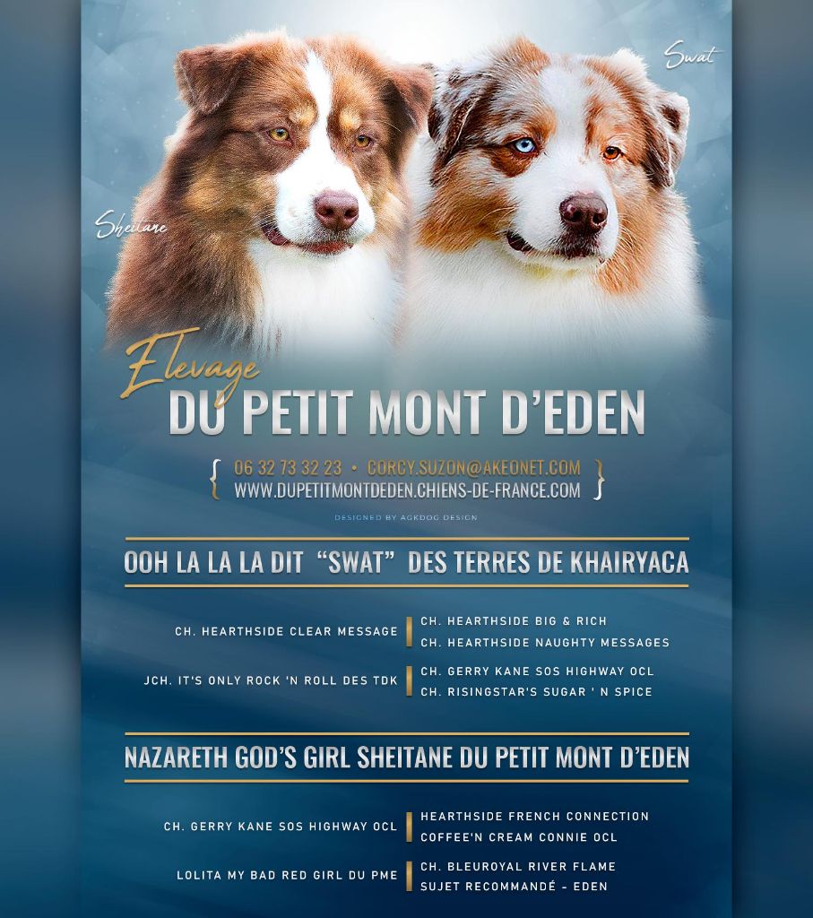 Chiot Berger Australien Du Petit Mont D'éden